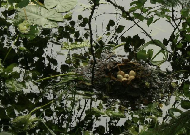 Huzenbacher See 2008 Bild 04